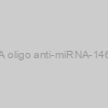 AXMIR-146a RNA oligo anti-miRNA-146a-5p with Xmotif